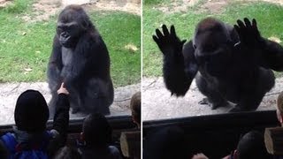 Fed up gorilla gives taunting kids at the zoo a scare they wont soon forget [upl. by Ilocin]