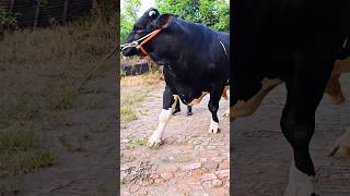 Giant Holstein Friesian bull from Taz Cattle Ranch [upl. by Fabrice136]