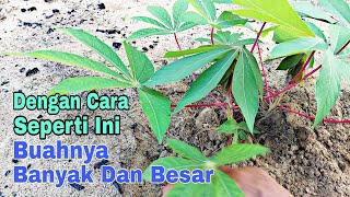 Cara Menanam Singkong Yang Baik Dan Benar Agar Berbuah Banyak Dan Besar [upl. by Calie224]