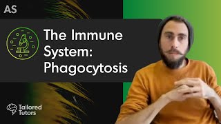 The Immune System Phagocytosis  A Level Biology Revision  AQA [upl. by Lleval]