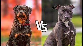 Pitbull vs Rottweiler Real Fight  Who Would Survive [upl. by Valentine]