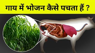 गाय भोजन कैसे पचाती हैं  Digestive system of Cow [upl. by Aroc]