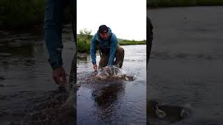 Fly Fishing Virtual Class Dry Flies amp Emergers shorts [upl. by Langbehn89]