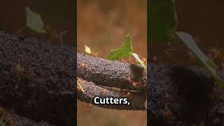 Leaf cutter Ants ants antslife animalbehavior teamwork in ants fyp [upl. by Ispep]