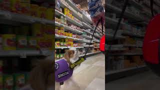 Small service dog loose leash sniff attention servicedogtraining servicedog wheelchair [upl. by Akimert971]