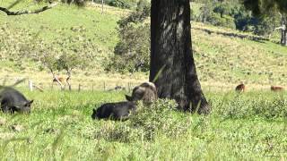 small boar shot with 22 magnum [upl. by Dick]