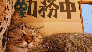 2024924【Cat Live Stream】看板猫かもめの『ただいま勤務中』 [upl. by Aicital]