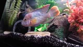 Green Terror Cichlid  1 year 3 months old [upl. by Nnylkcaj]