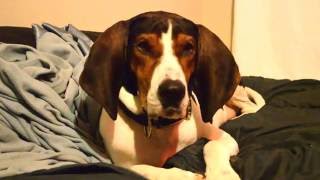 Jax Eating a Skittle and Drooling  Treeing Walker Coonhound [upl. by Eibbed332]