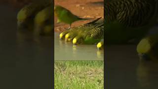 Budgrie Flock  Budgerigars  Earthflight  budgies shorts short youtubeshorts [upl. by Une]