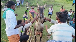 Jallikattu 2024  ஜல்லிகக்ட்டு2024ல் பயிற்சி எடுக்கும் காளைகள் மற்றும் Videos [upl. by Auhsot115]