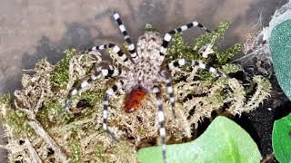 Viridasius sp sylvestris feeding  Zebrajagdspinne Fütterung [upl. by Suzette]