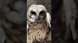 Owls shortvideo shortsvideo shorts short owl owls [upl. by Tracee]