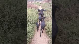 Papa school madam bahut acche Hain funny comedy goat [upl. by Aevin]