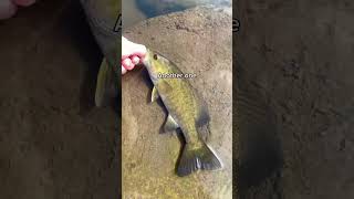 Smallmouth Bass are Underrated fishing spillwayfishing smallmouth bass rockbass shorts [upl. by Nara388]