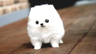 Funny Puppies And Cute Puppy Videos Compilation 2016 BEST OF [upl. by Neruat]