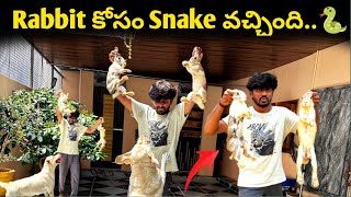 పిల్లలు పుట్టాయి😱 Rabbit కోసం Snake వచ్చింది🐍  Sandy Rabbit ని ఏం చేసిందో తెలుసా😭 [upl. by Nevaeh]