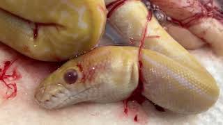 WARNING  GRAPHIC IMAGES Stillborn Baby Ball Python [upl. by Norramic]