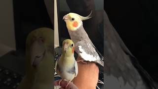 calopsita cantando atirei o pau no gato  cockatiel whistle [upl. by Bailie]