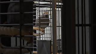 Gizmo Grey Bird Cute parrot talking African Grey parrot Saying Allah hoo short shorts [upl. by Marasco]