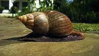 Giant African Land Snail Invasion in Florida VIDEO [upl. by Ellerud]