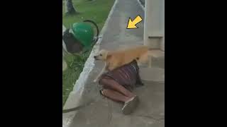 Dog love on owner truelove humanity 😭நாய் காதல்😭 amazingfacts touchfacts shorts [upl. by Mozza]