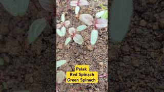 Red spinach Green spinach gardening homecomposting compostmagic plants spinach palak soil [upl. by Crawford422]