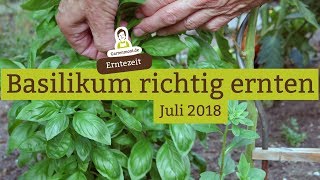 Basilikum richtig ernten und schneiden [upl. by Lucky]