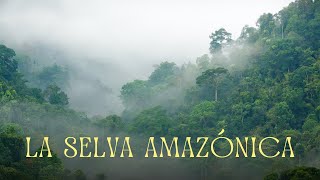 Sonidos de la Selva Amazónica  Pura Naturaleza para Dormir y Relajarse [upl. by Eibbed164]