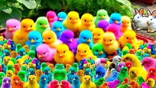 Cute Animals World Cute Chickens Colorful Chickens Rainbows Chickens Cute Ducks Cat Rabbit [upl. by Radke959]