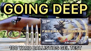 308 Winchester Federal Terminal Ascent Ballistics Gel Ammo Test [upl. by Kalli]