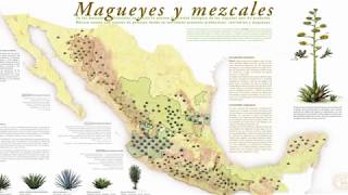 What is mezcal MEZCAL EXPLAINED IN 5 MINUTES [upl. by Castle]