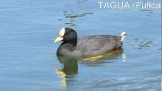 TAGUA Fulica armillata [upl. by Llertnek]