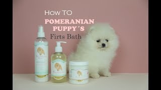 POMERANIAN Puppies first bath pomeranian grooming tips Cachorros Pomerania peluqueria pomerania [upl. by Brechtel496]