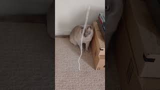 Burmese Cat vs string burmesecat cat catlover catbehavior catcare funnycats catvideos [upl. by Pierrepont927]