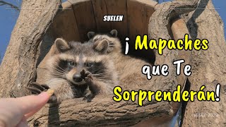 ¡Increíbles Curiosidades sobre los Mapaches que Te Sorprenderán [upl. by Atnaloj]