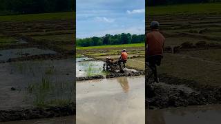 W world youtubeshorts tranding travel Rice Cultivation Process amp Land Leveling  Paddy field [upl. by Faxan]