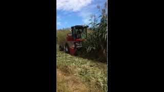 Hesston by Massey Ferguson WR9770 and 9186 TwinMax Energy Sorghum 2 [upl. by Lashondra597]