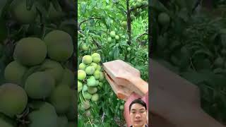 Công cụ ăn quả 🥝 fruit satisfying fruitcutting [upl. by Elicul]