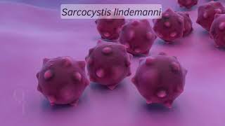 18 Sarcocystis lindemanni [upl. by Lars]