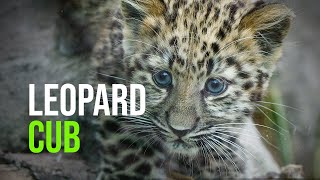 Critically Endangered Amur Leopard Cub Makes Her Debut At Santa Barbara Zoo [upl. by Banerjee328]