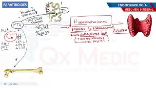 Endocrinología  Paratiroides [upl. by Velda]