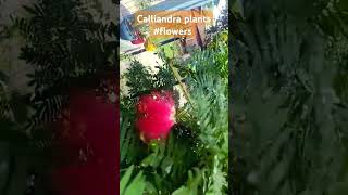 Calliandra plants beautiful flowers 💐 flowers plants shorts trending calliandra gardenplants [upl. by Iv622]