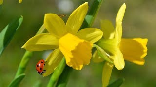 Saludo de Pascua A Sola con Dios [upl. by Eirena]