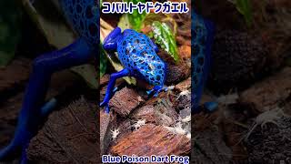 【虫注意】コバルトヤドクガエルにコオロギ与える🐸 [upl. by Sosna]