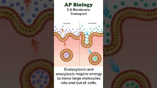 AP Bio  26 Endocytosis and Exocytosis apbiology cellbiology [upl. by Htor352]