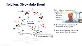 Lecture 8  Glyoxylate Shunt [upl. by Aynekal]