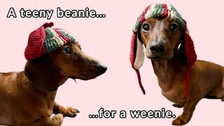 Lets knit a beanie for my mini dachshund [upl. by Piotr]