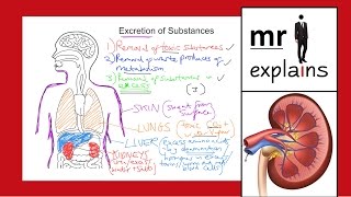 mr i explains Excretion of Substances for IGCSE [upl. by Rimhsak]