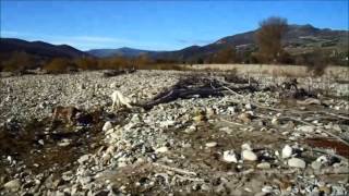 Beccaccia Spinone Italiano 6 [upl. by Janicki629]